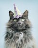 ben_party_hat_589_2.jpg